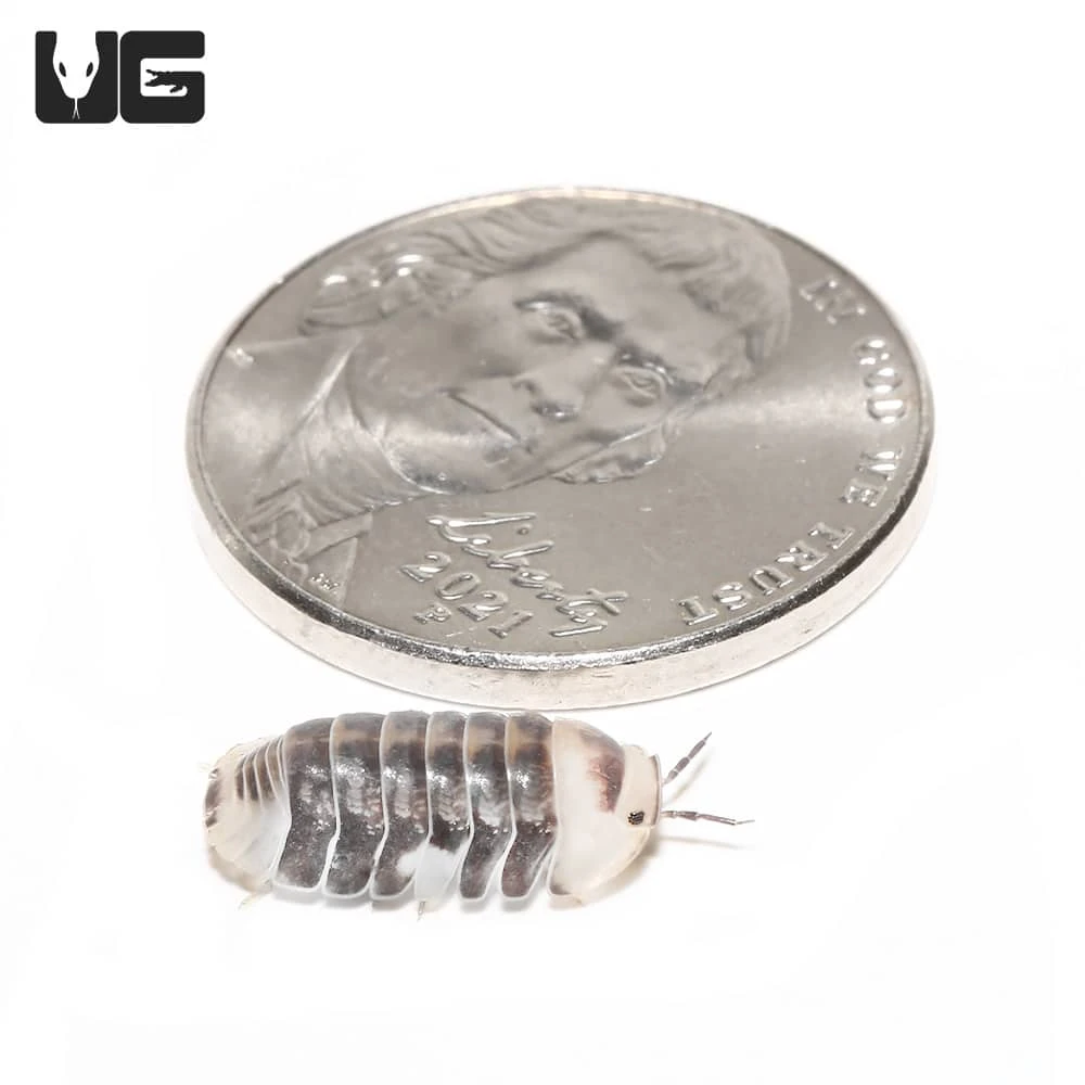 “White” Ducky Isopods - Image 4
