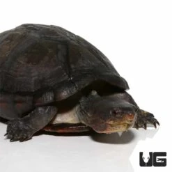White Lipped Mud Turtle (3 – 6″)