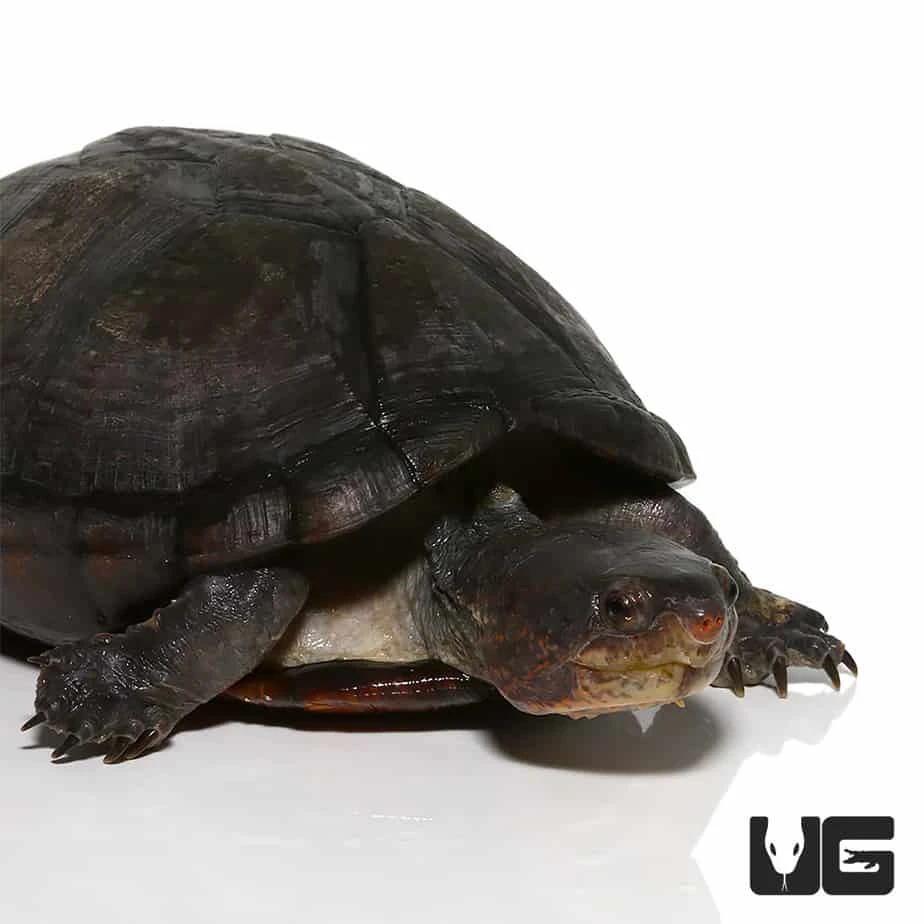 White Lipped Mud Turtle (3 – 6″)