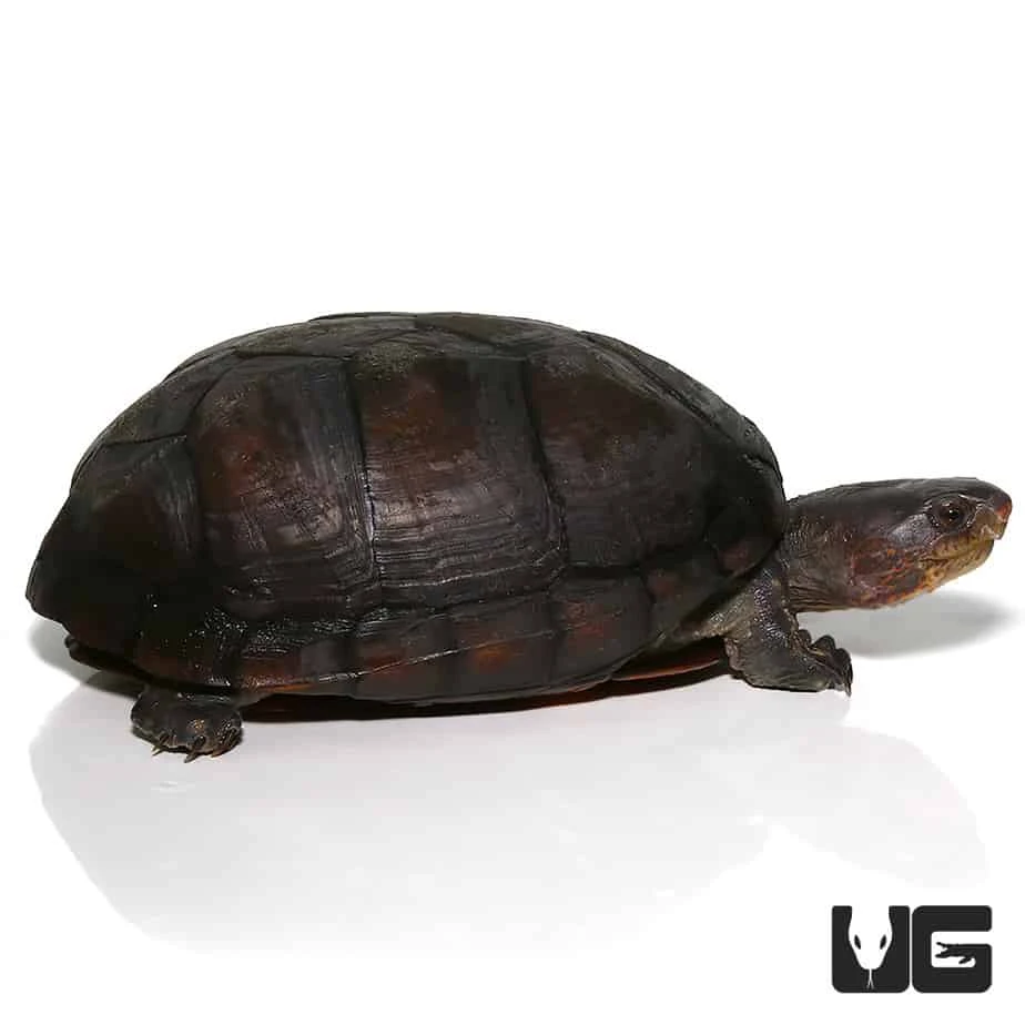 White Lipped Mud Turtle (3 – 6″) - Image 2