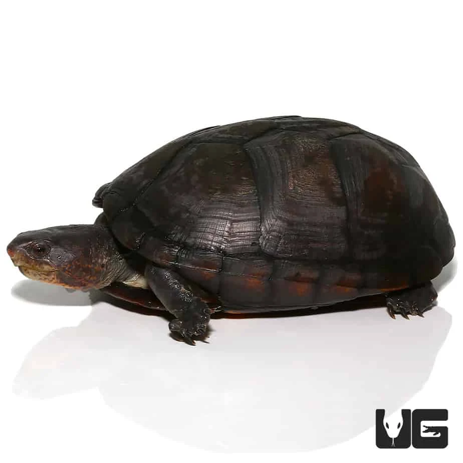 White Lipped Mud Turtle (3 – 6″) - Image 3
