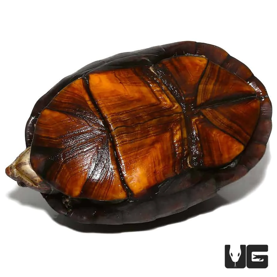 White Lipped Mud Turtle (3 – 6″) - Image 4