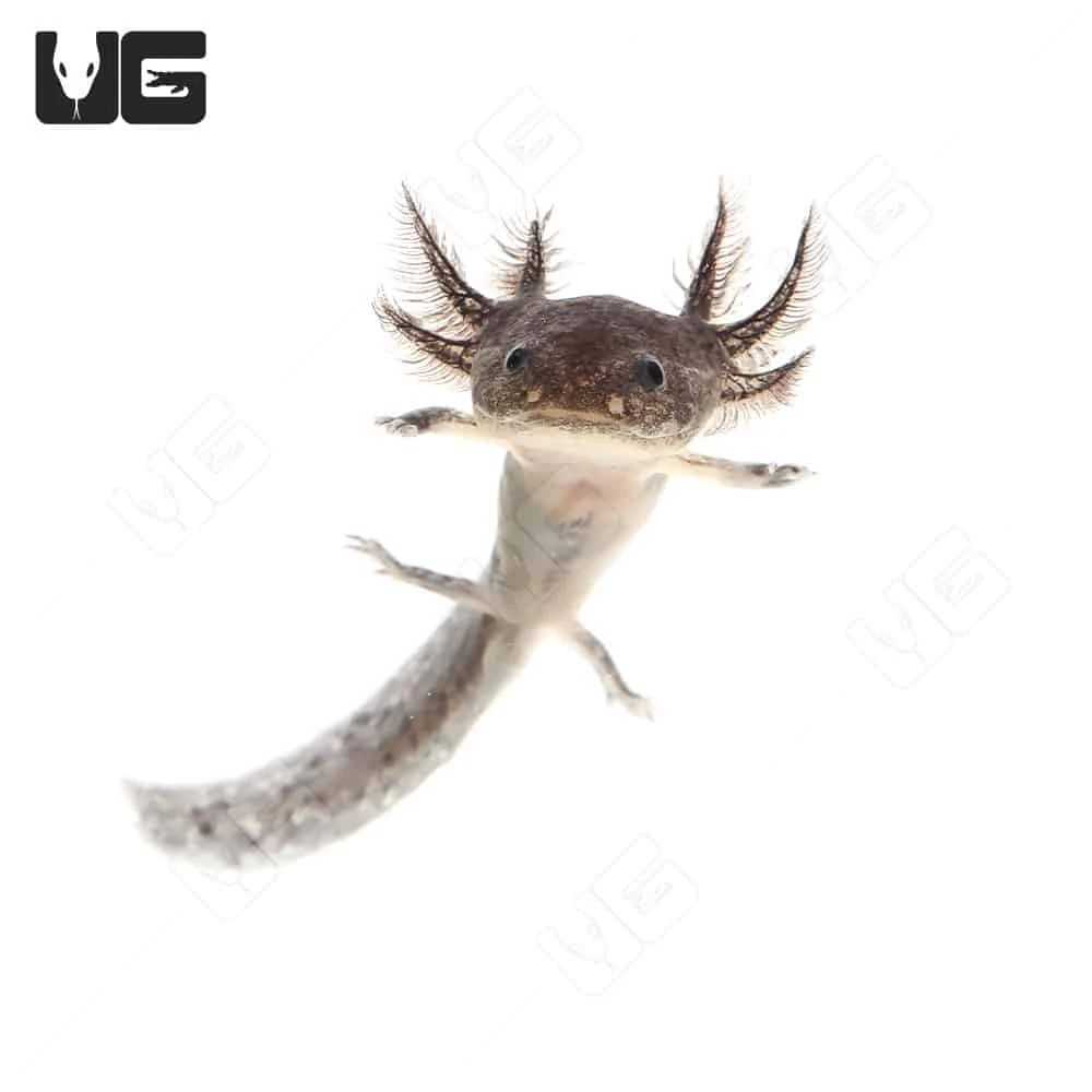 Wildtype Axolotl