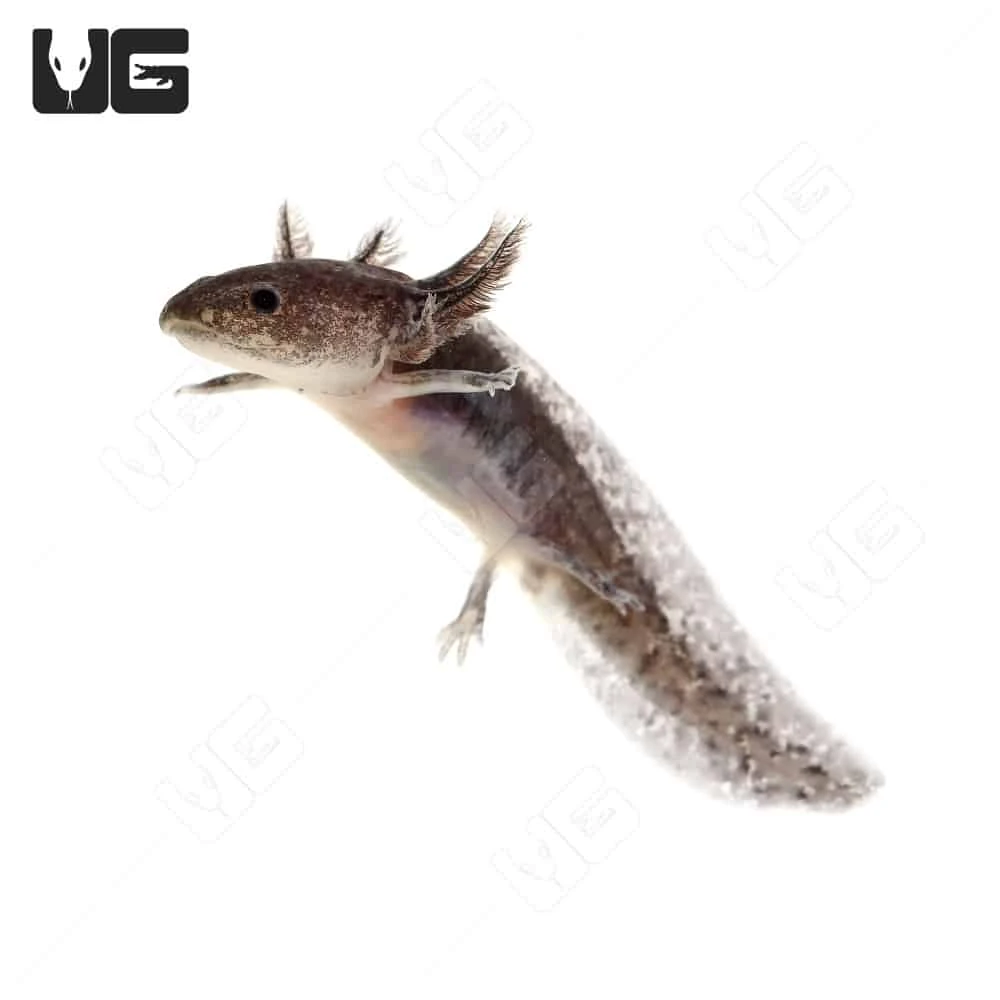 Wildtype Axolotl - Image 2