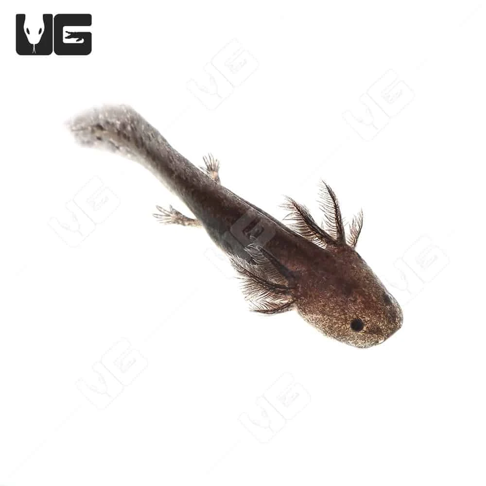 Wildtype Axolotl - Image 3