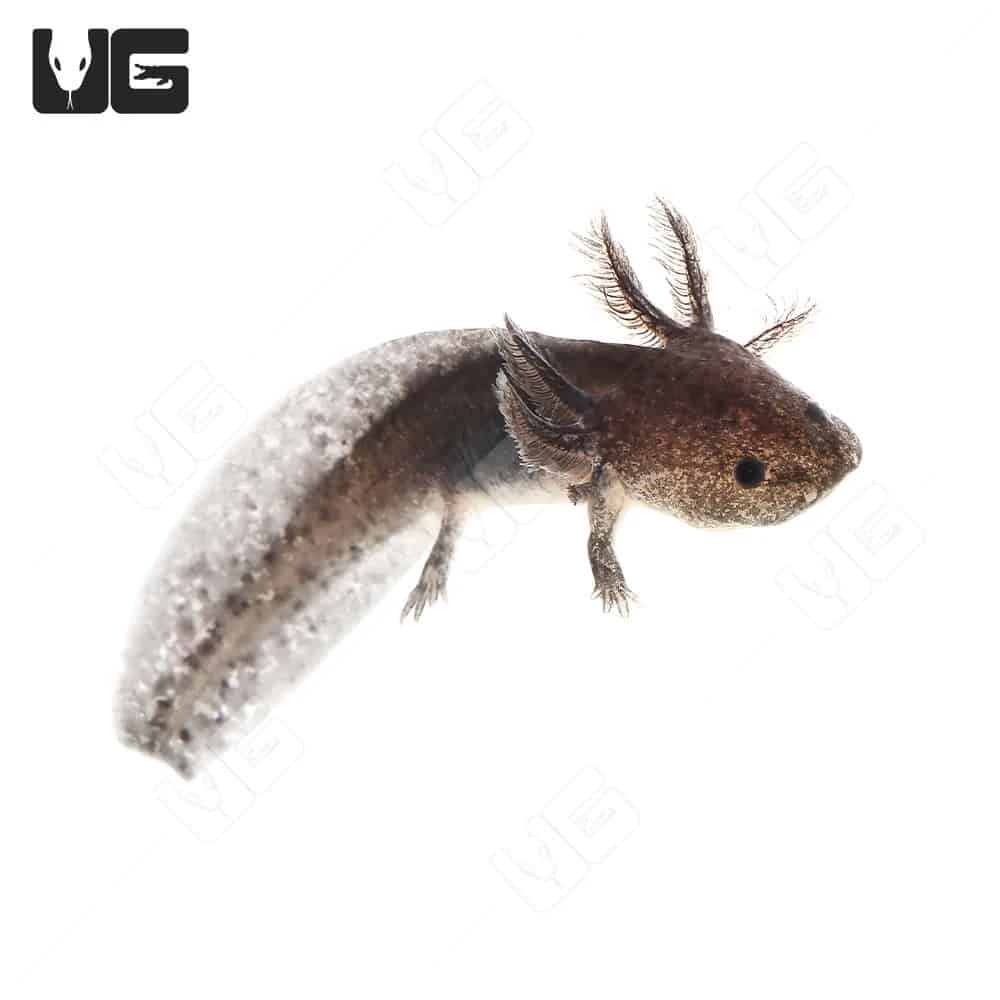 Wildtype Axolotl - Image 4