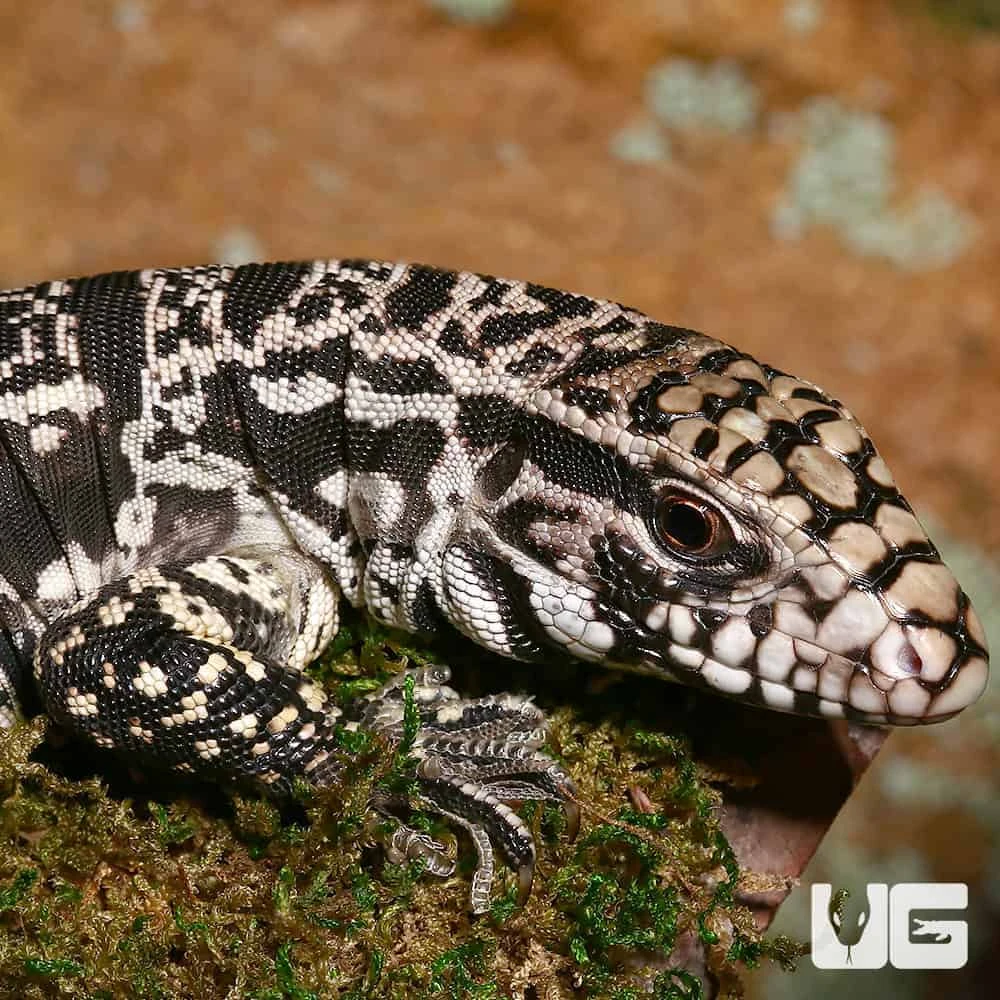 Yearling Argentine Black And White Tegu (Jaguar Line)