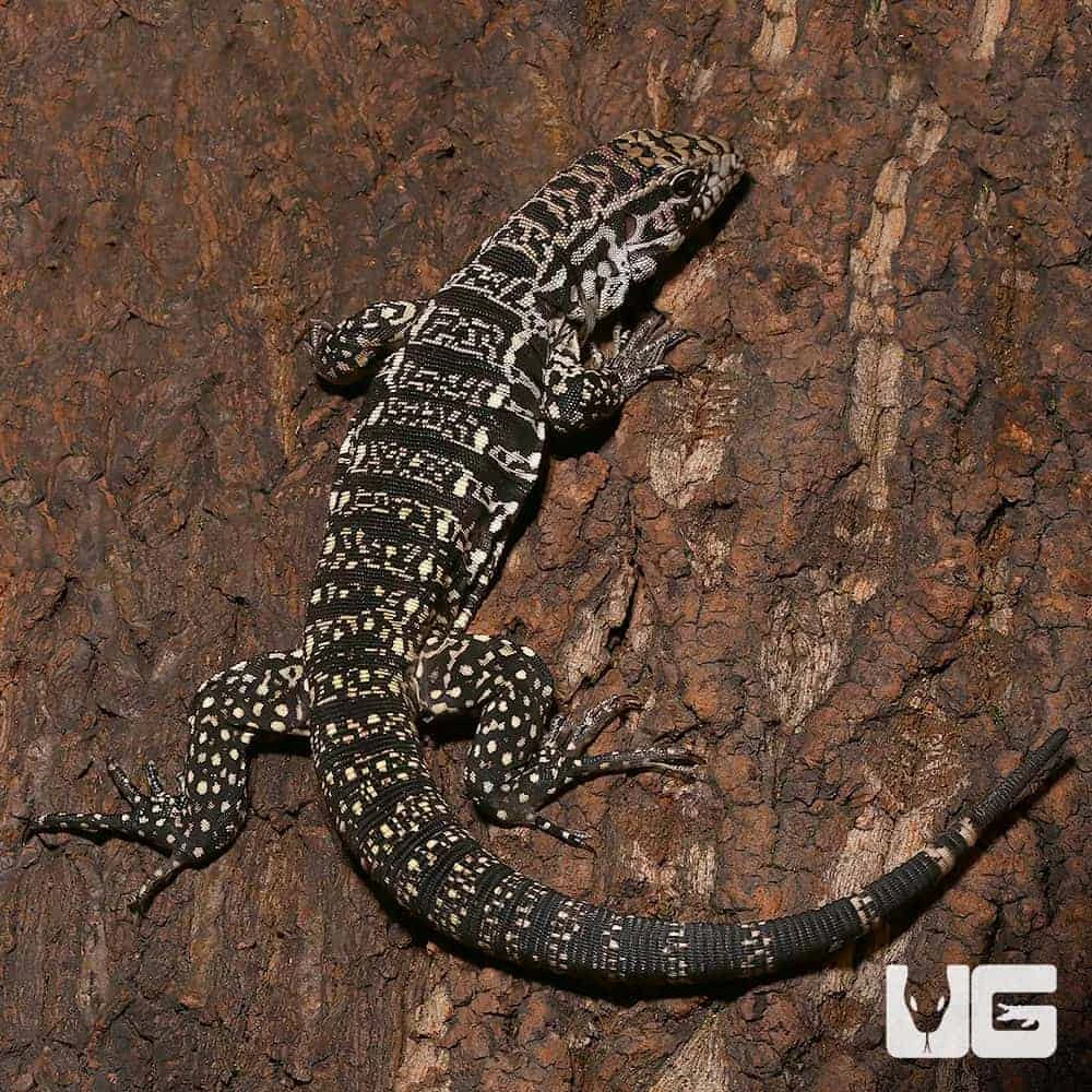 Yearling Argentine Black And White Tegu (Jaguar Line) - Image 2