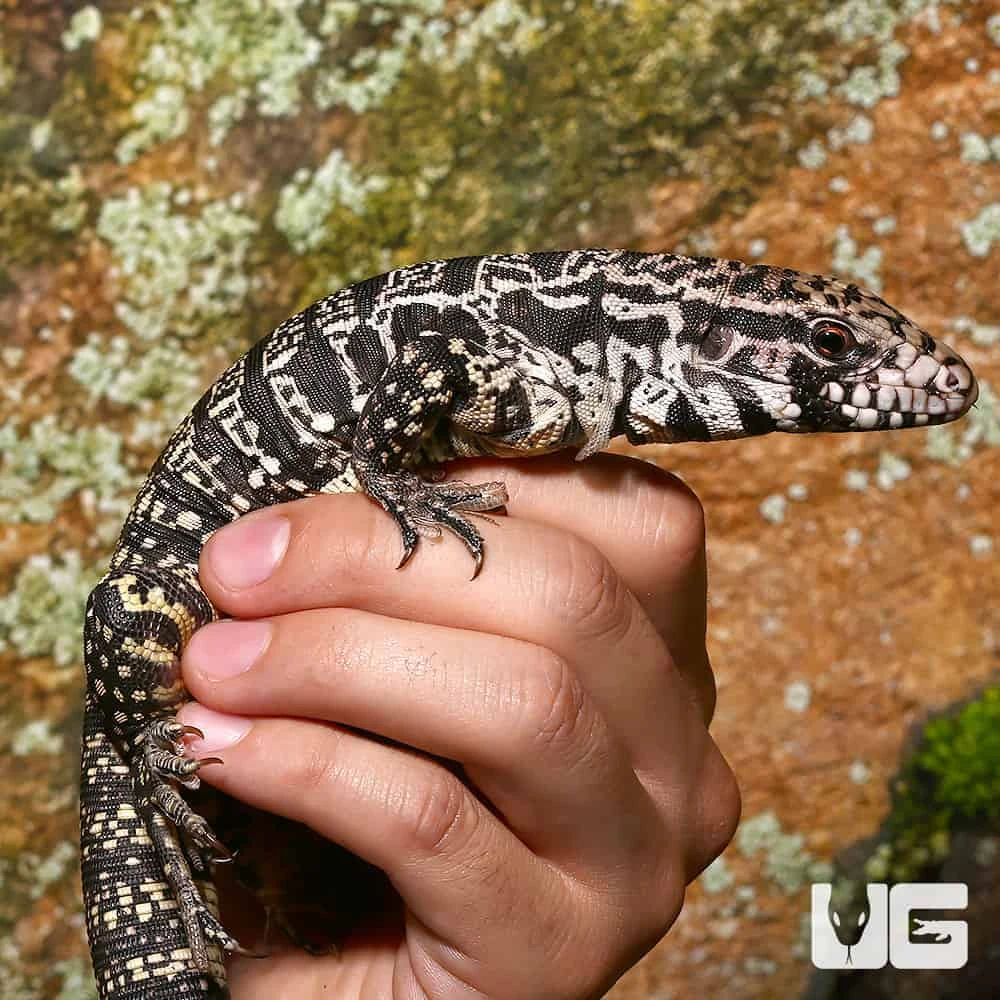 Yearling Argentine Black And White Tegu (Jaguar Line) - Image 3
