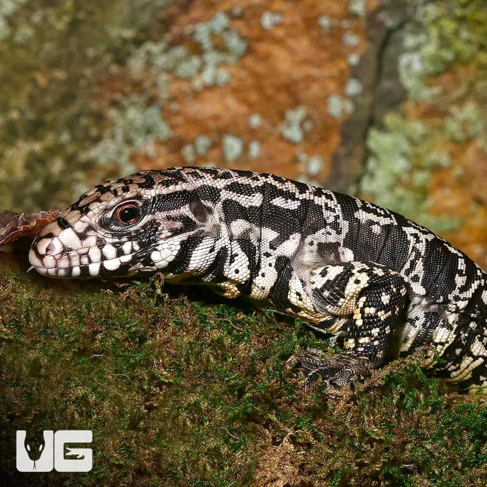 Yearling Argentine Black And White Tegu (Jaguar Line) - Image 4