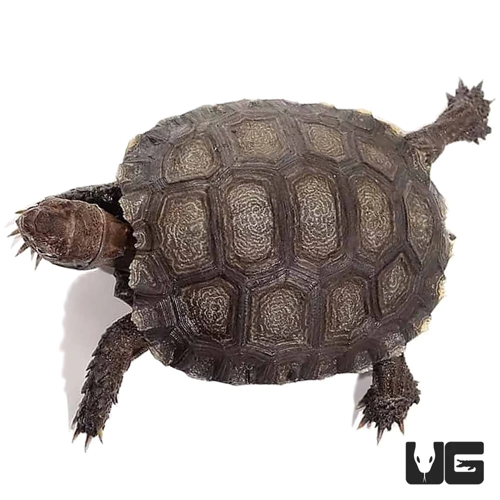 Yearling Burmese Brown Mountain Tortoise - Image 2