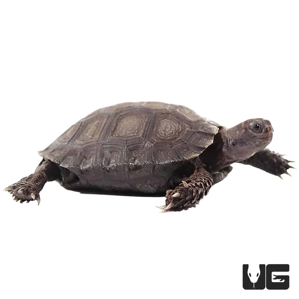 Yearling Burmese Brown Mountain Tortoise - Image 4
