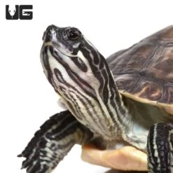 Yearling Charcoal Peninsula Cooter Turtle