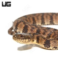 Juvenile Diamondback Water Snake
