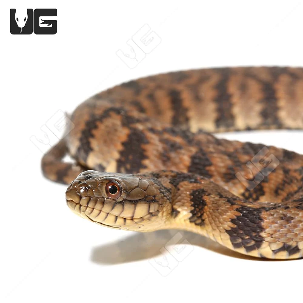 Juvenile Diamondback Water Snake