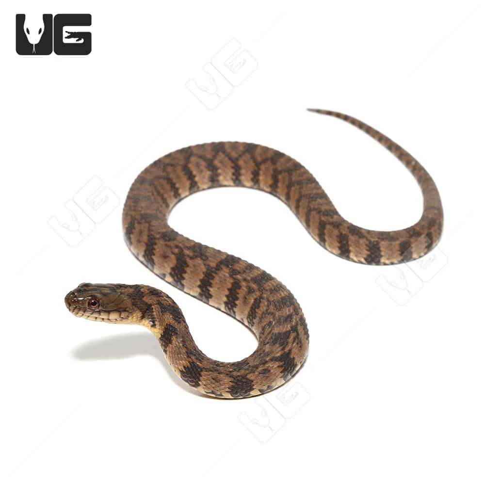 Juvenile Diamondback Water Snake - Image 2