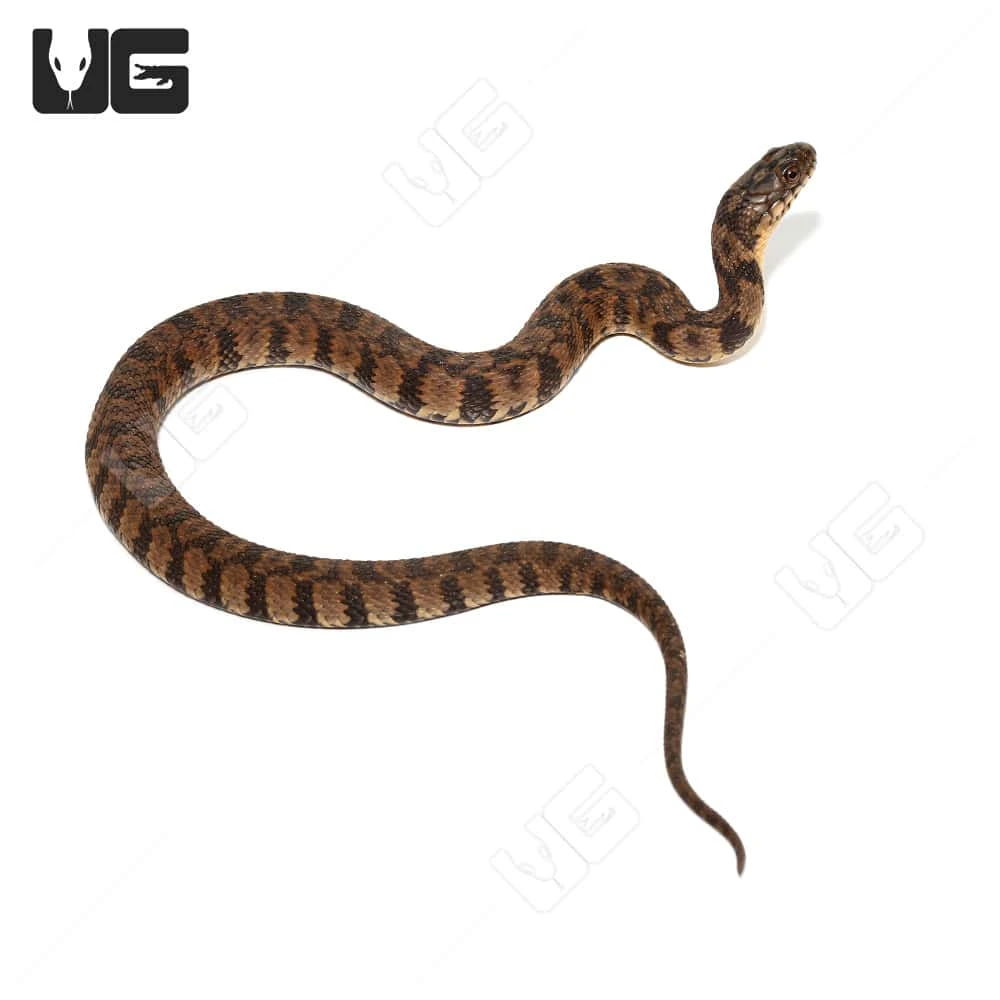 Juvenile Diamondback Water Snake - Image 4