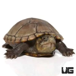 Yearling Eastern Mud Turtle
