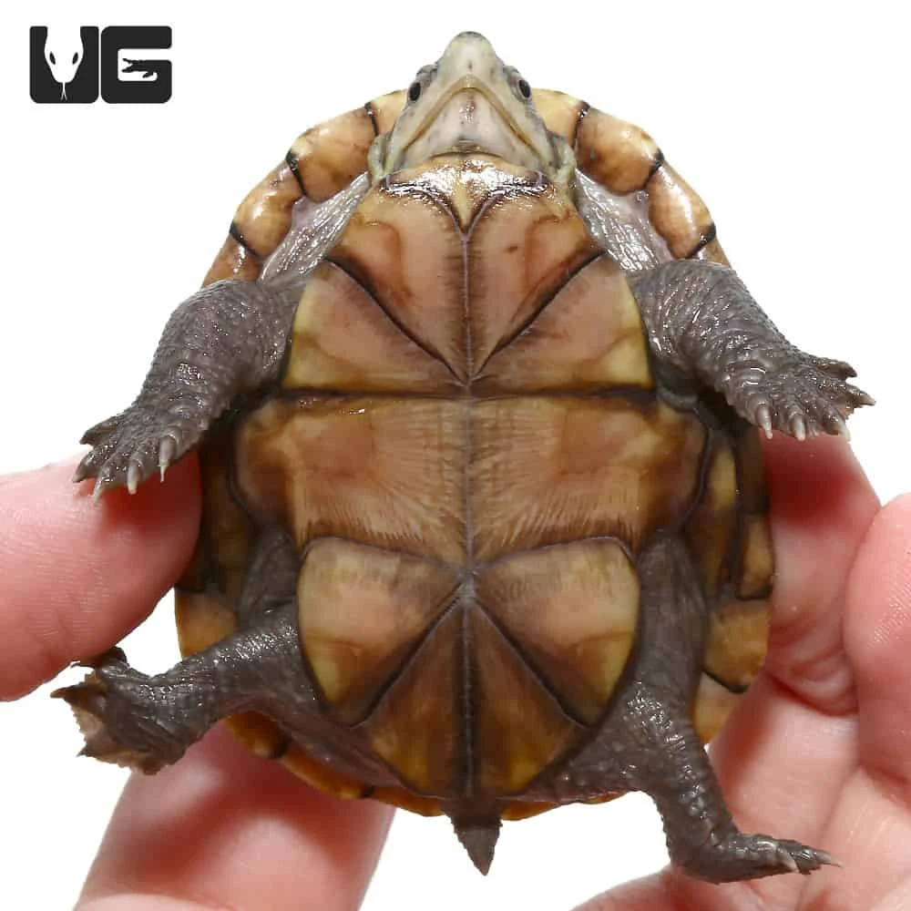 Yearling Eastern Mud Turtle - Image 3