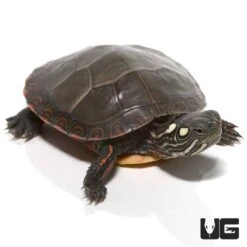 Yearling Eastern Painted Turtle