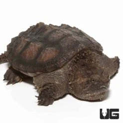 Yearling Florida Snapping Turtle
