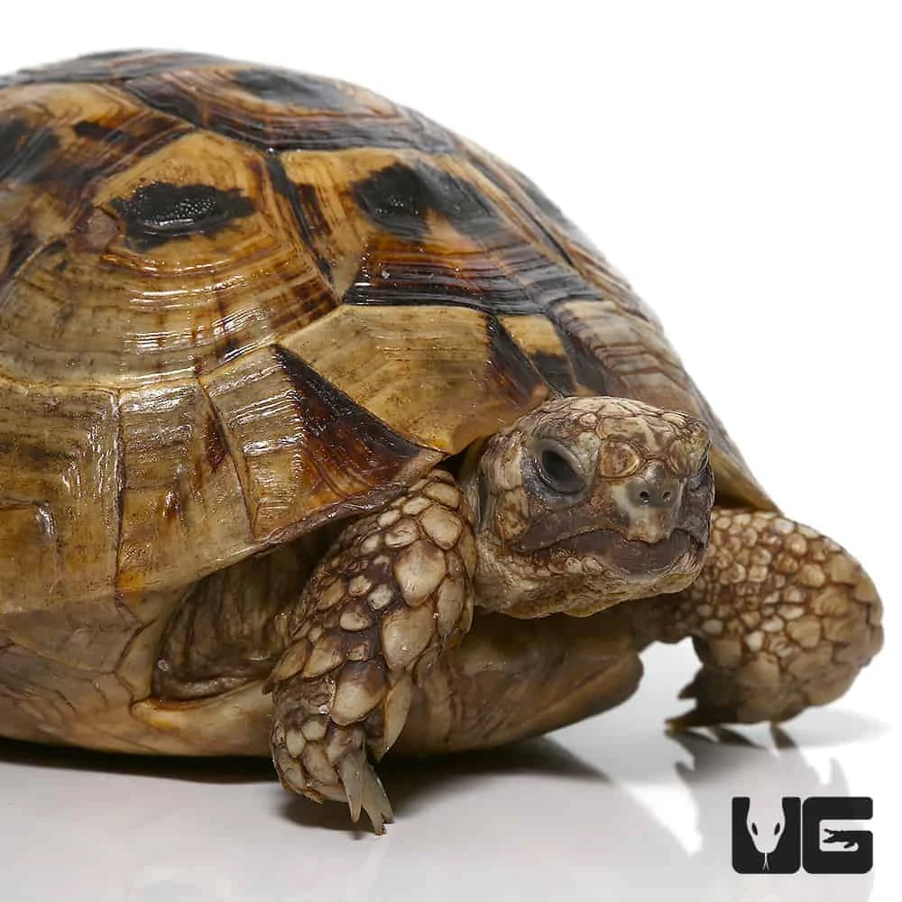 Yearling Greek Tortoise
