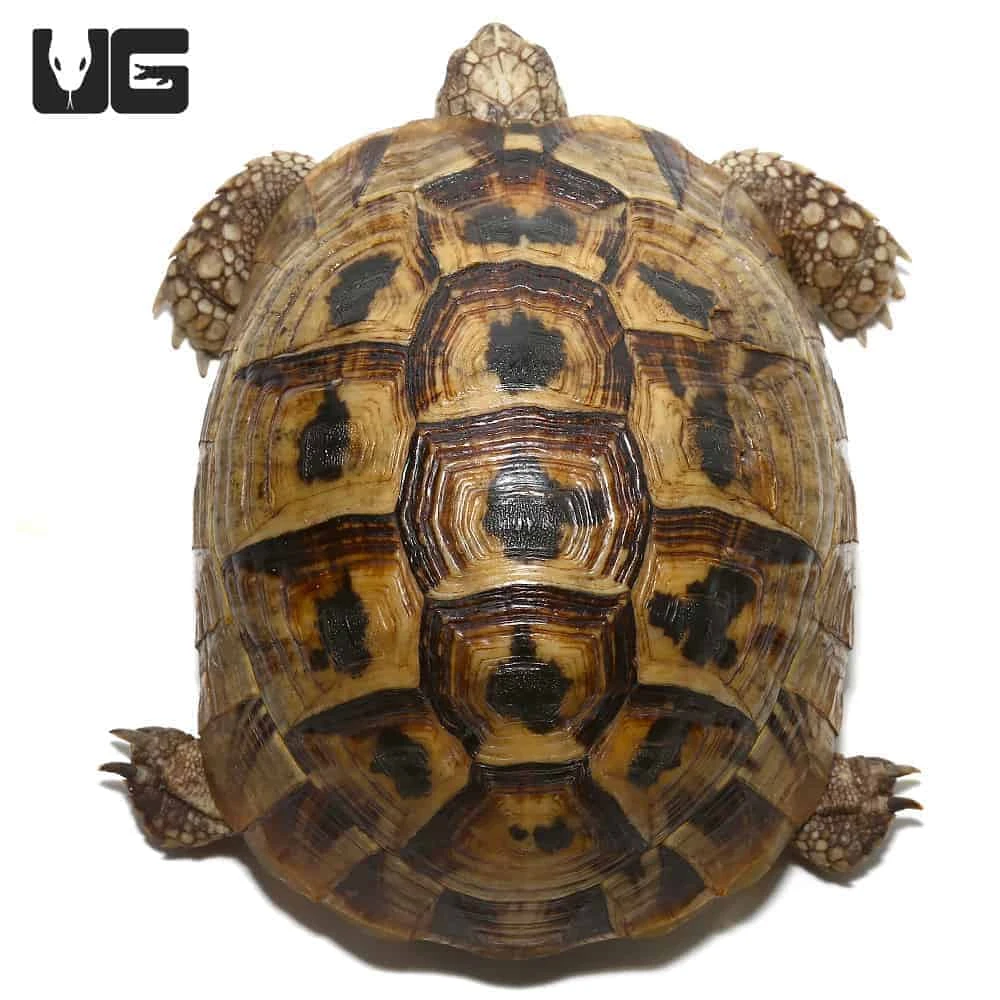 Yearling Greek Tortoise - Image 2