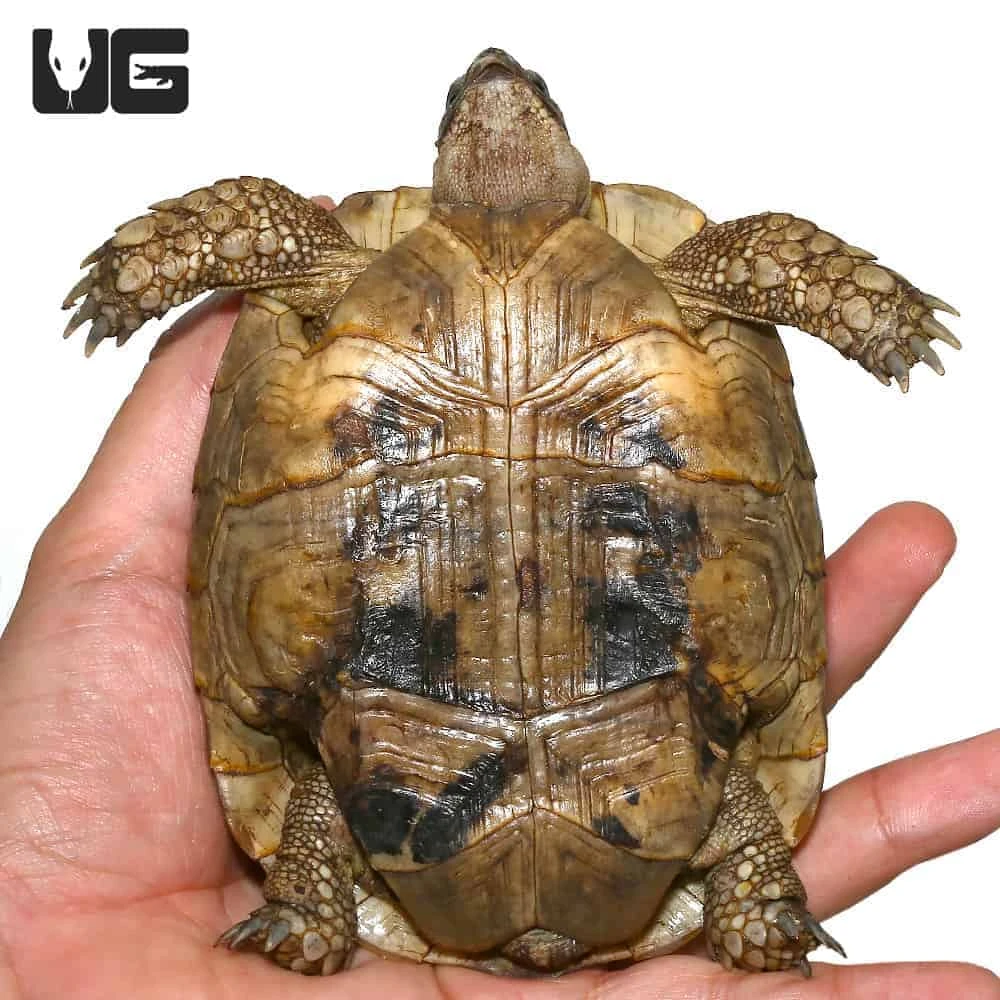 Yearling Greek Tortoise - Image 3