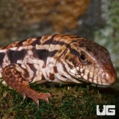 Yearling High White Red Tegu