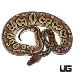 Yearling Male Black Pewter Yellowbelly Ball Python