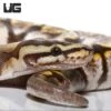 Male Yearling GHI Calico Spider Ball Python
