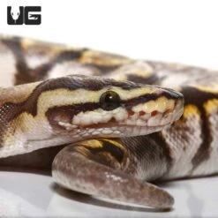 Male Yearling GHI Calico Spider Ball Python