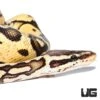 Yearling Male Pastel Spark Ball Python