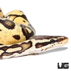 Yearling Male Pastel Spark Ball Python
