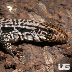 Yearling Merica Tegu