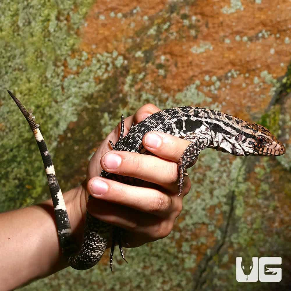 Yearling Merica Tegu - Image 3