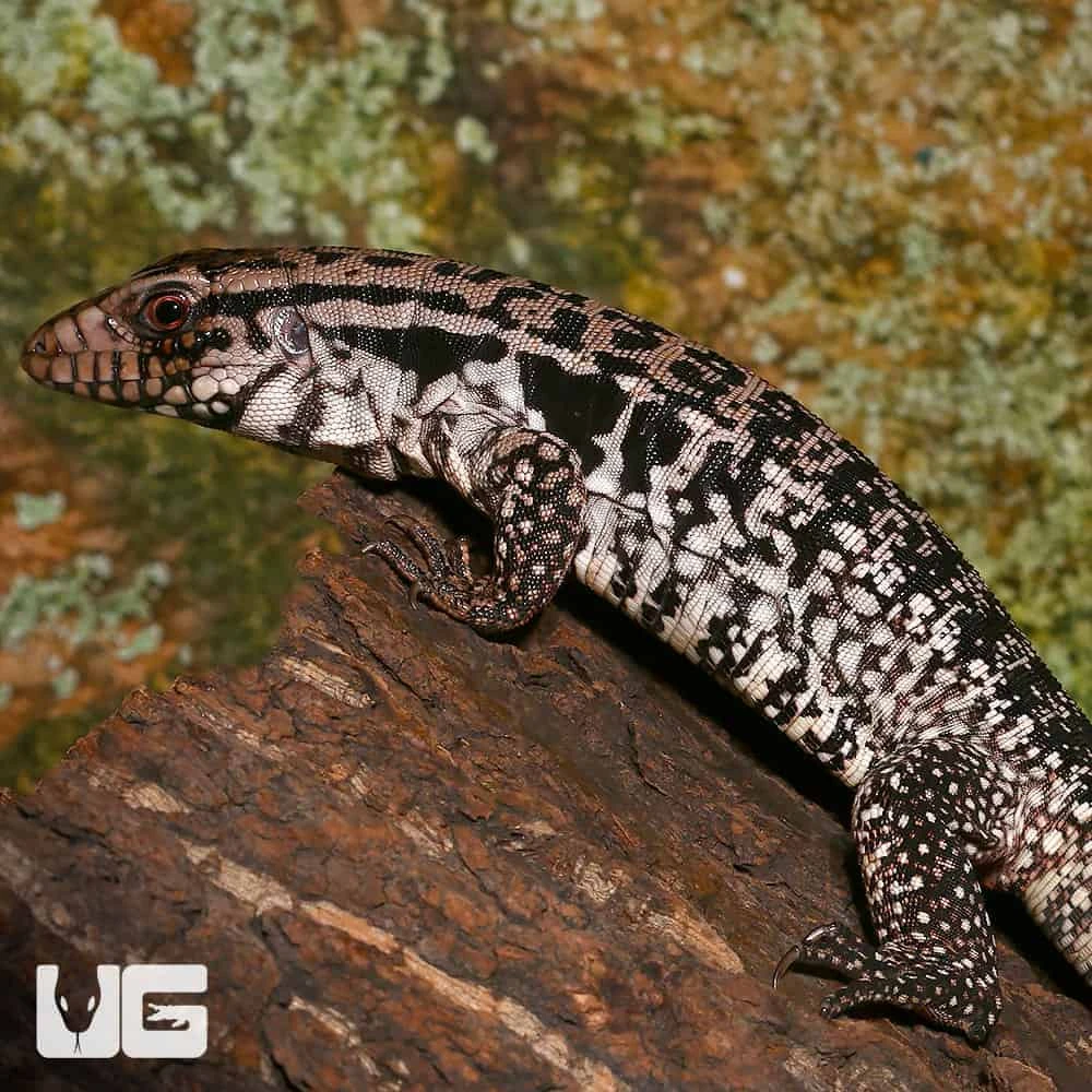 Yearling Merica Tegu - Image 4