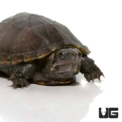 Yearling Mississippi Mud Turtle
