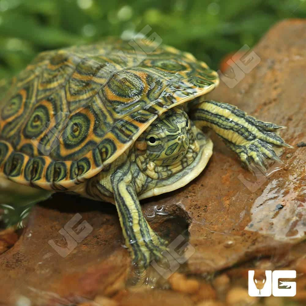Yearling Nicaraguan Ornate Slider Turtle