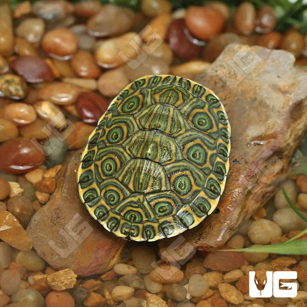 Yearling Nicaraguan Ornate Slider Turtle - Image 2