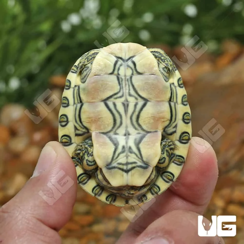 Yearling Nicaraguan Ornate Slider Turtle - Image 3