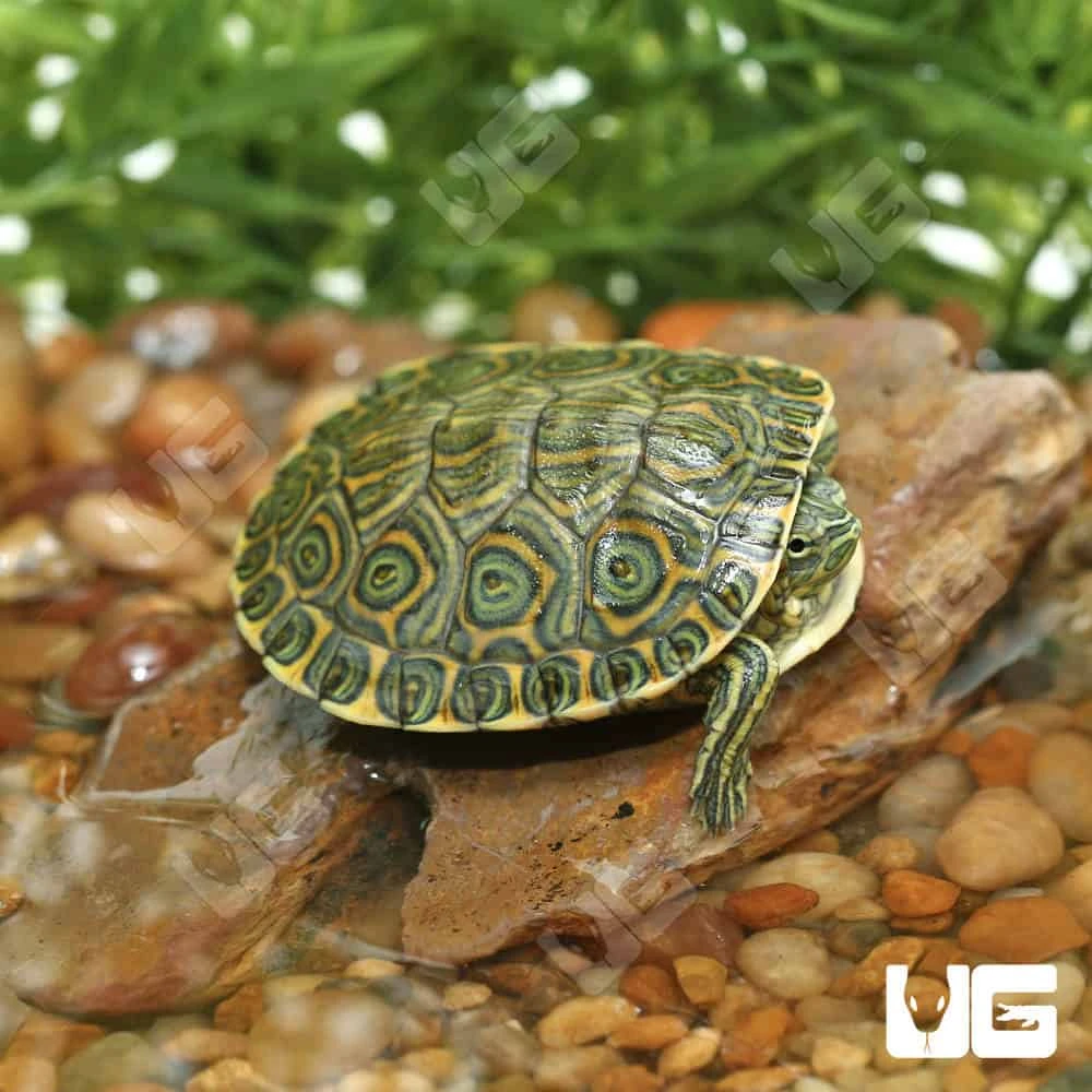 Yearling Nicaraguan Ornate Slider Turtle - Image 4