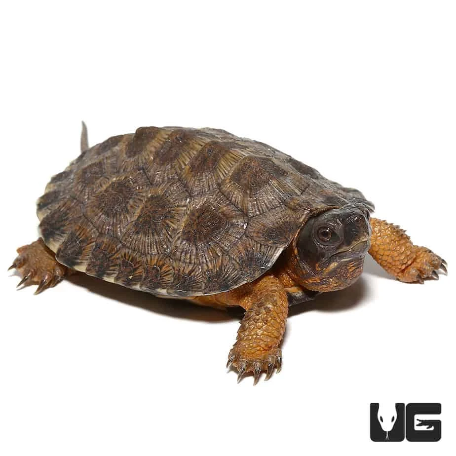 Yearling North American Wood Turtle