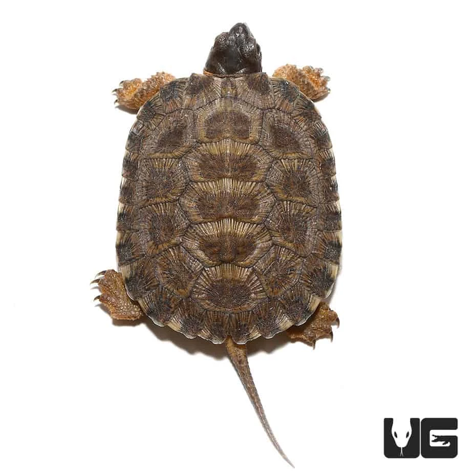 Yearling North American Wood Turtle - Image 2