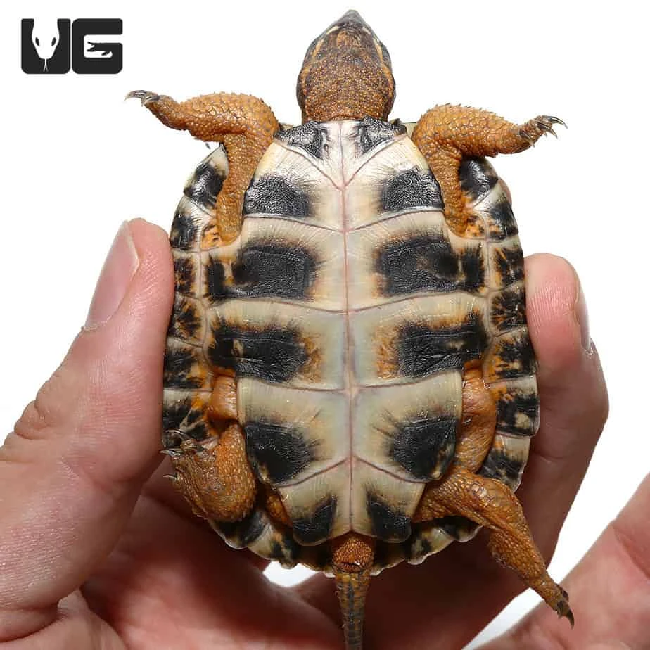 Yearling North American Wood Turtle - Image 3