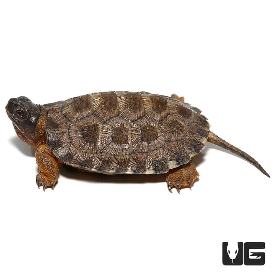 Yearling North American Wood Turtle - Image 4