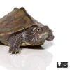 Yearling Ouachita Map Turtle