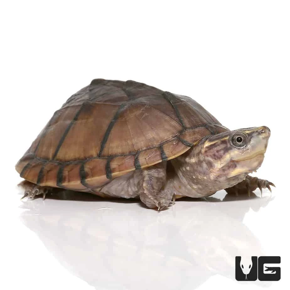 Yearling Pastel Musk Turtle