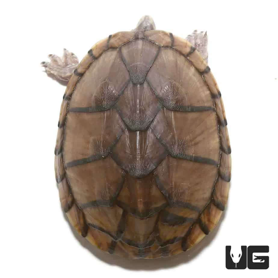 Yearling Pastel Musk Turtle - Image 2