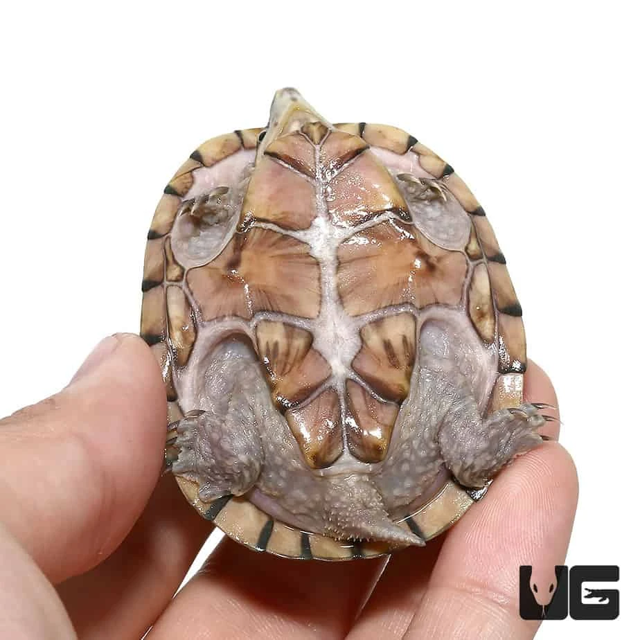 Yearling Pastel Musk Turtle - Image 3
